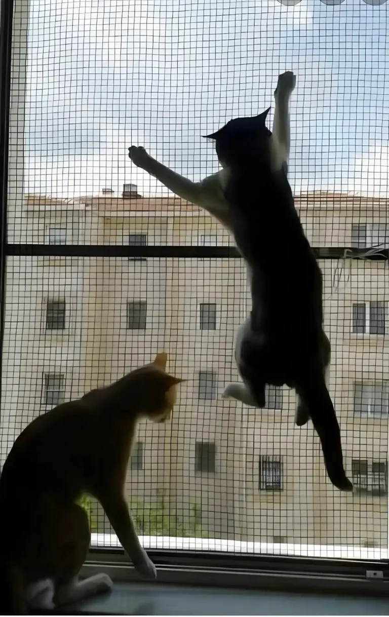 Evcil Hayvan Sahipleri İçin Yırtılmaz Kedi Tülü Sineklik